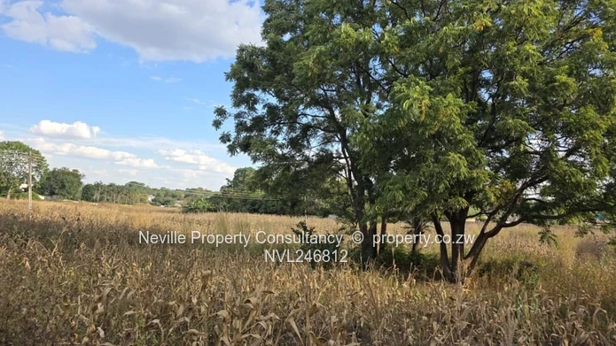 Prime 2000 m² Quinnington Stand — Tarred Roads, Trees
