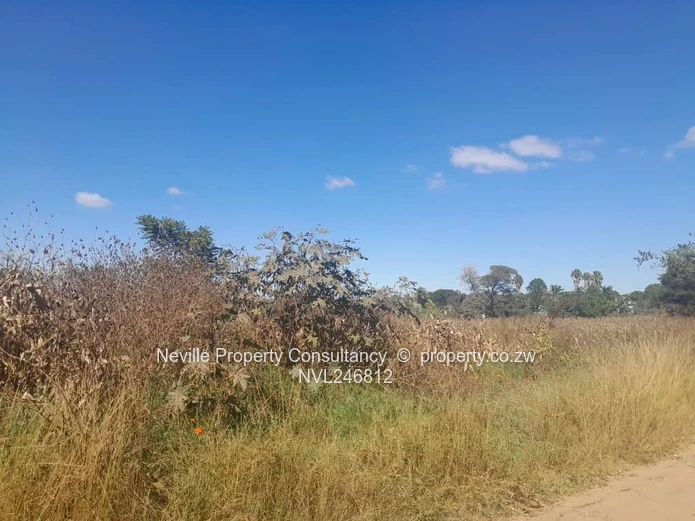 Prime 2000 m² Quinnington Stand — Tarred Roads, Trees