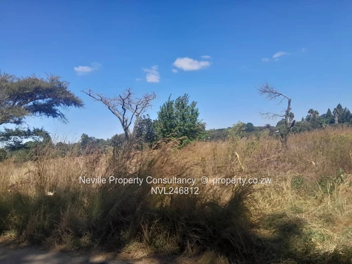 Prime 2000 m² Quinnington Stand — Tarred Roads, Trees
